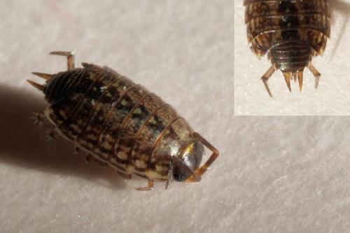 Philoscia muscorum